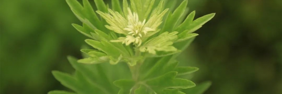 化成了灰也還是個寶，我勸你最好珍惜！