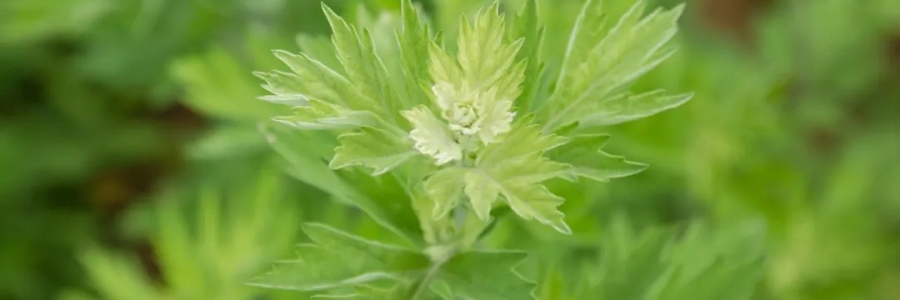 520，“艾”意正濃！讓我們相識艾草